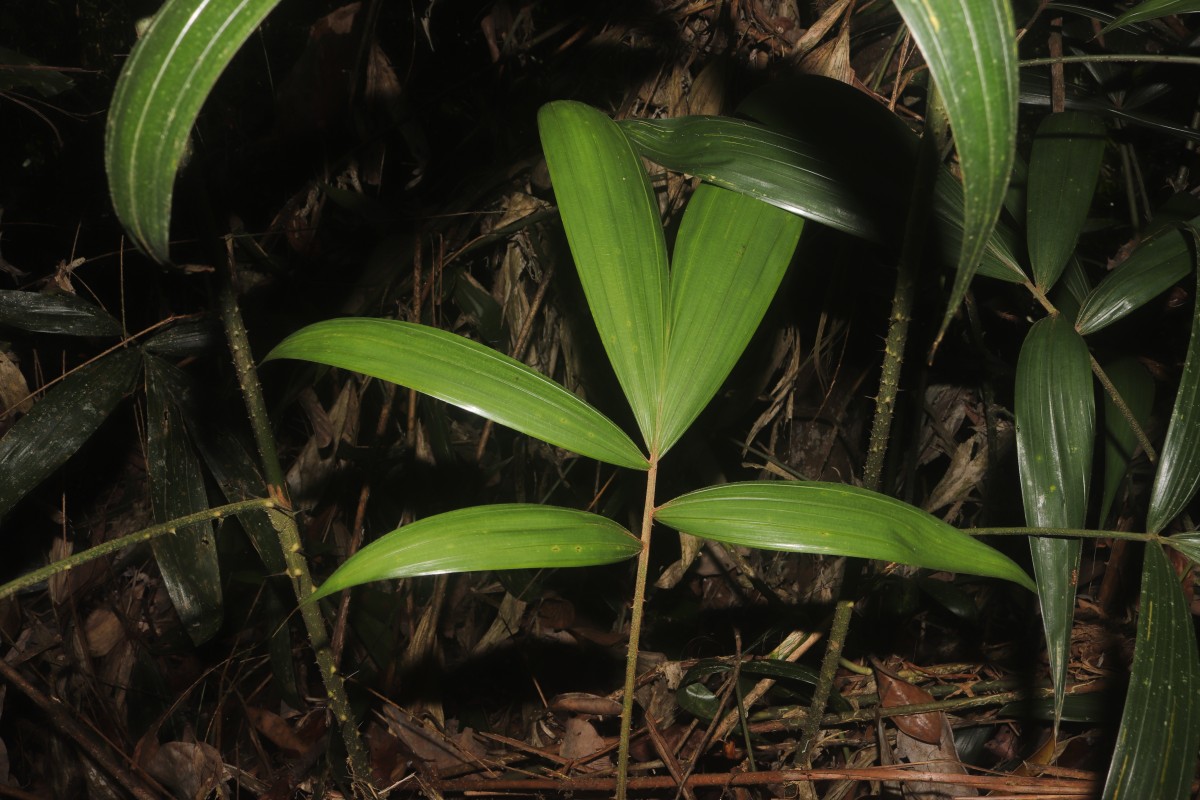 Calamus digitatus Becc.